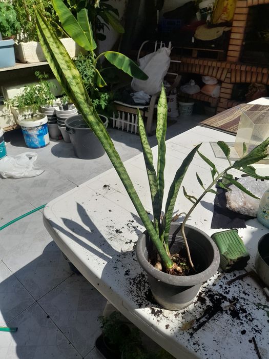 Mudas de espada de São Jorge já com raízes prontas a plantar.