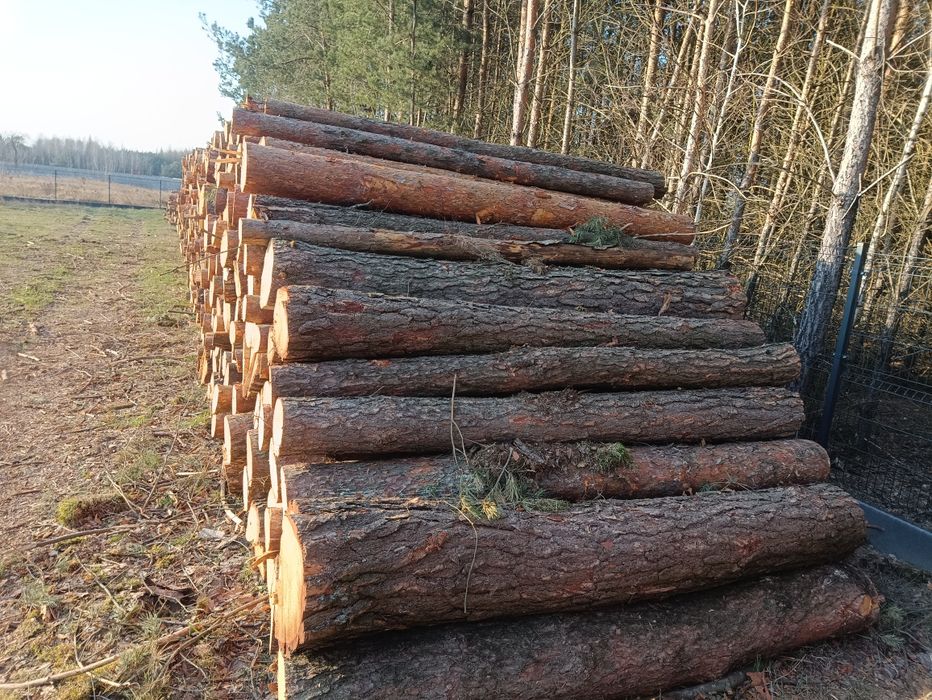 Sosna gruba  wałki, drewno na palety