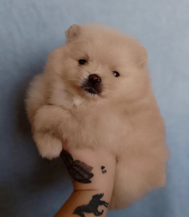 Цуценята померанський шпіц