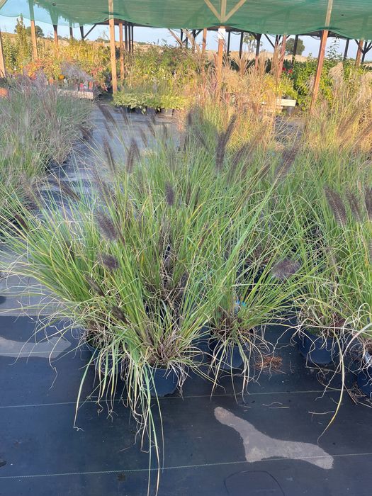 Trawa Rozplenica Black Beauty Cena 25 zł