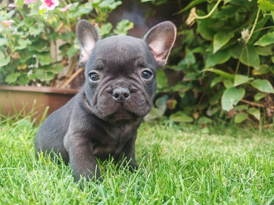 Buldog Francuski