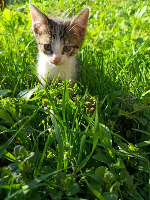 Кошенята даром!!!