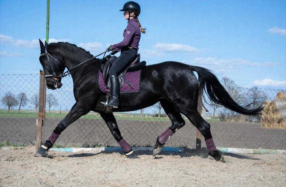 Kara klacz 169cm rekreacja