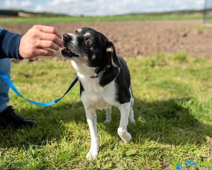 Biało-czarny milutki SIEMEK szuka kochającego domu