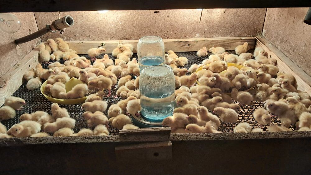 Перепілки Техаський бройлерний Добові 01,10,25