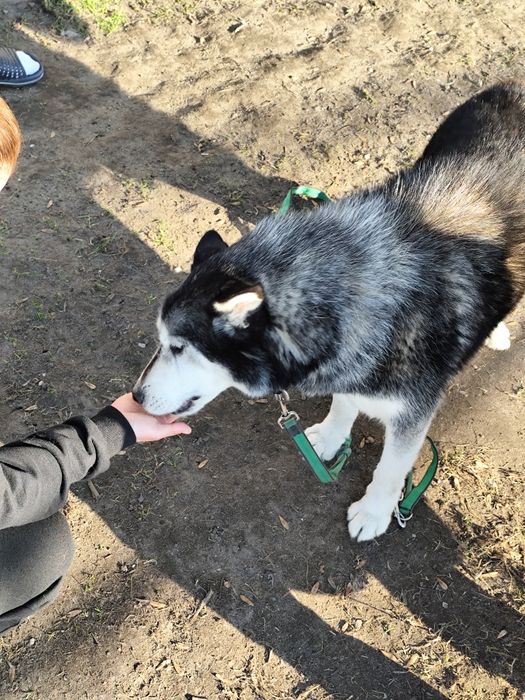 Piękny pies do adopcji