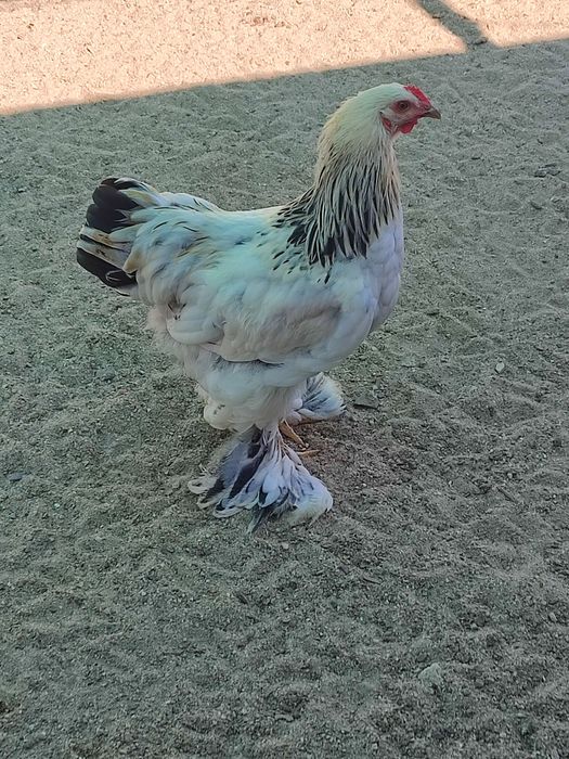 Frangos Bramas, para venda