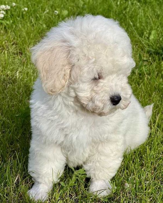 Poodle branco disponível