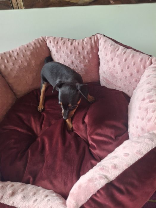 Sprzedam suczkę pinczerkę