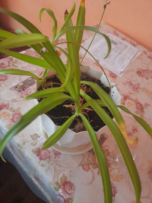 Продаються вазони різні