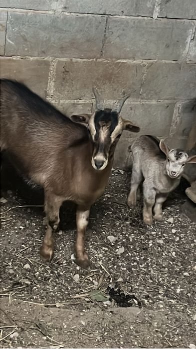 Vendo cabras prenhas e chibo manso