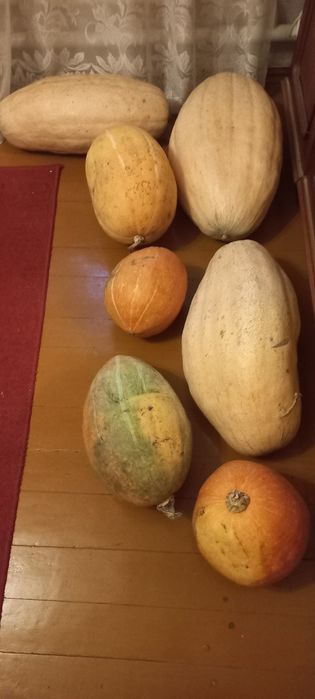 Продам домашние гарбуз/тыква