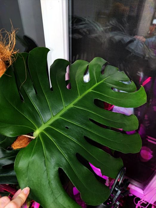 Кімнатна рослина Монстера делікатесна monstera deliciosa