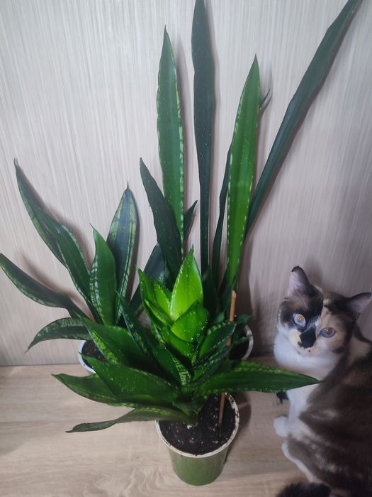 Домашние Сансивьерии. Распродажа.