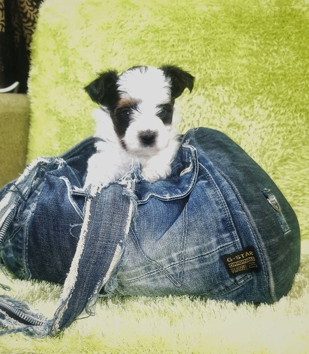 Біверйорк цуценя