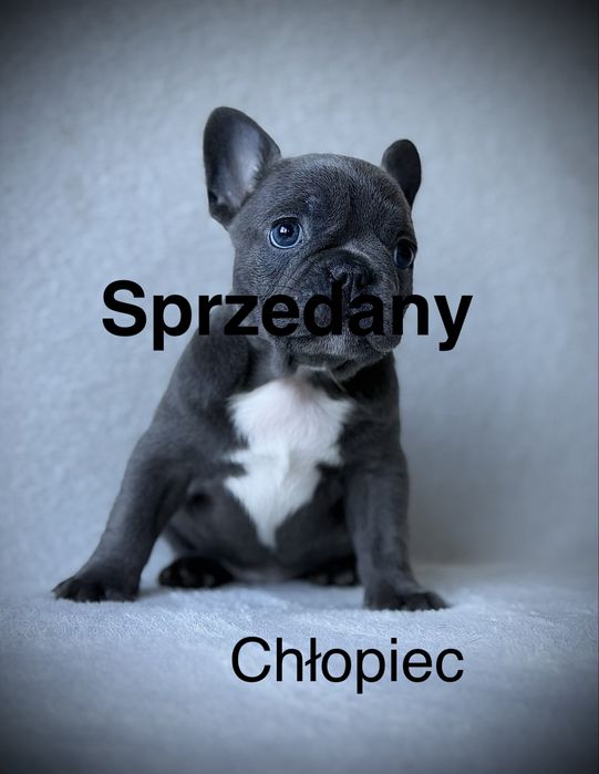 Przepiękna Sunia  Buldog Francuski
