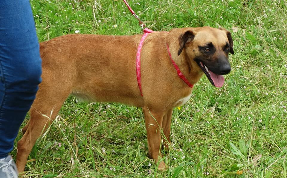 Cadela Porte Médio (18kg) Para Adoção (Jade)