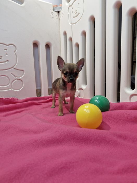 Suczka Chihuahua