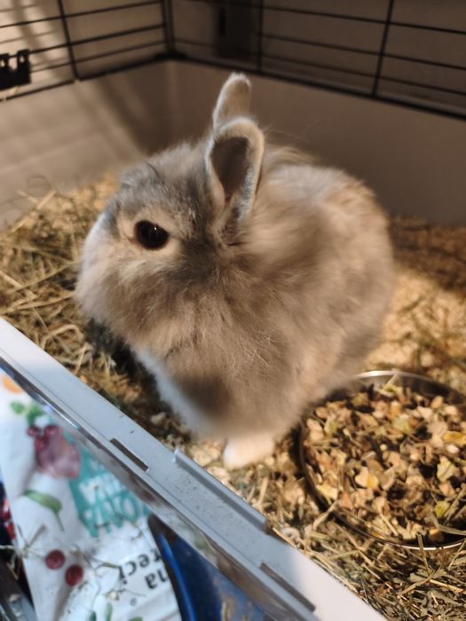 Króliczki do adopcji.