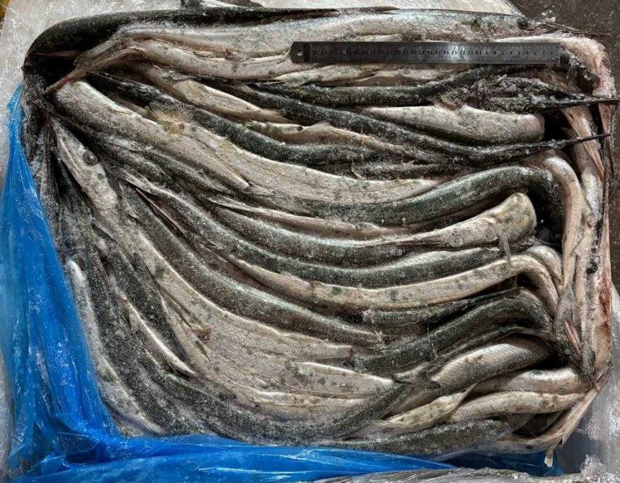 Сарган балтійський великий, свіжоморожений, 60см+ (ціна за 1кг)