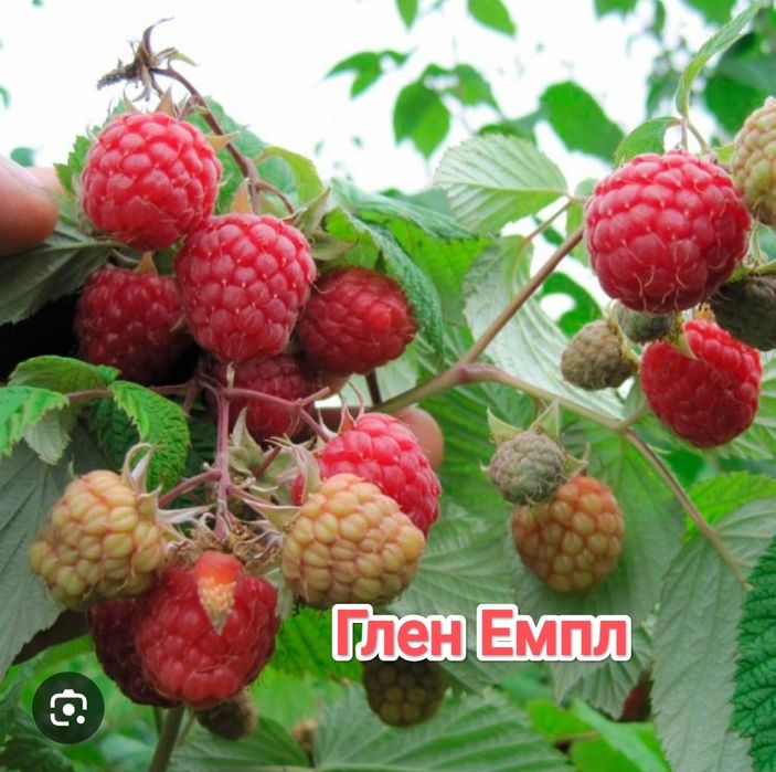 Малина, саджанці