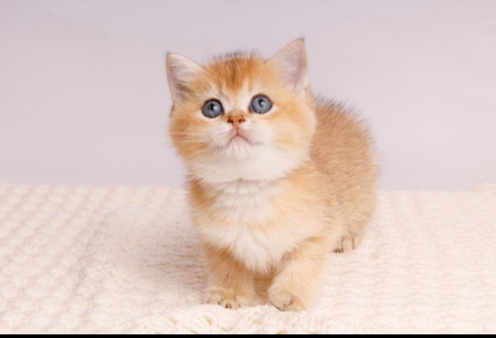 Бомбезные котята золотая шиншилла