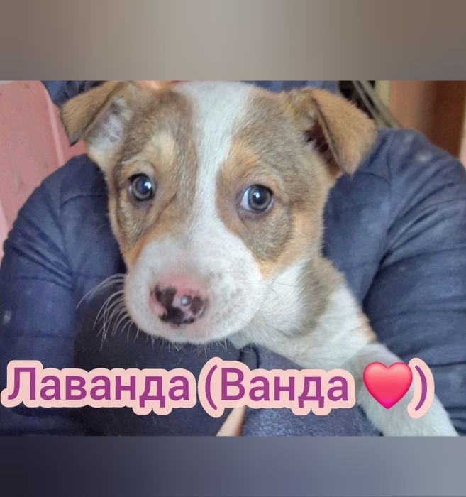 Чекають на люблячі родини Цуценя, собака,пес, песик, щенок