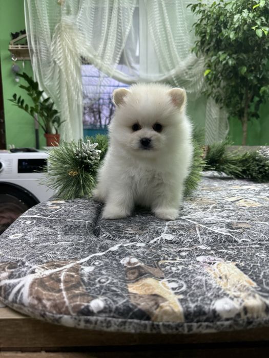 Шикарные шпицы померанцы