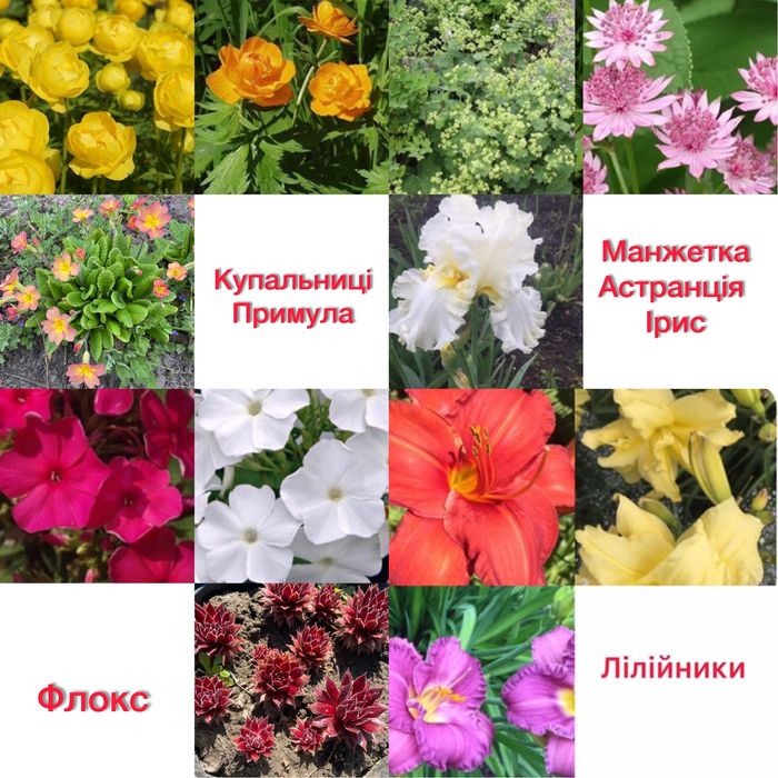 Лилейник Купальница Астранция Флокс Манжнетка Ирис Примула
