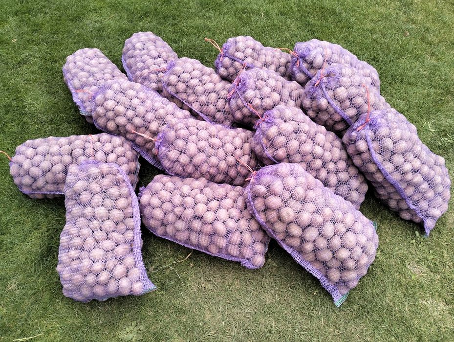 Продам насіннєву картоплю, сорт "Белла Роса"