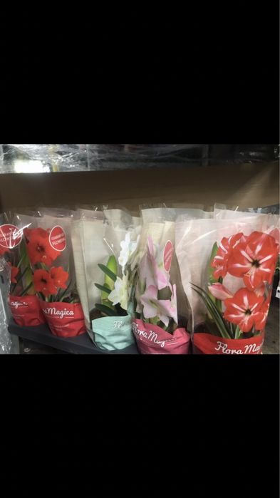 Амариллис гипеаструм,  комнатное растение, лилия, цветок