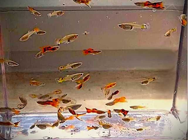 sprzedam gupiki czerwone 20 szt -60zł