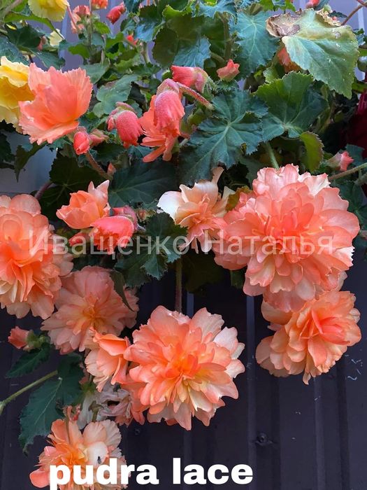 Ампельная бегония