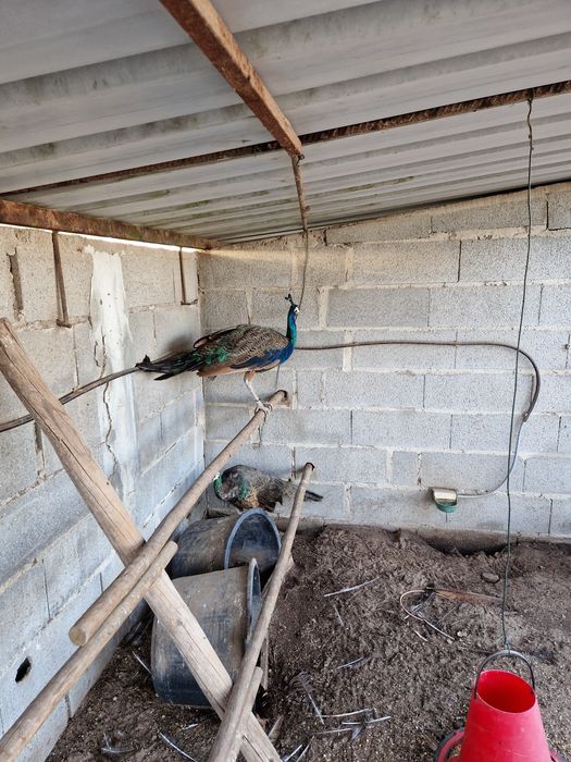 Pavões  jawas para venda