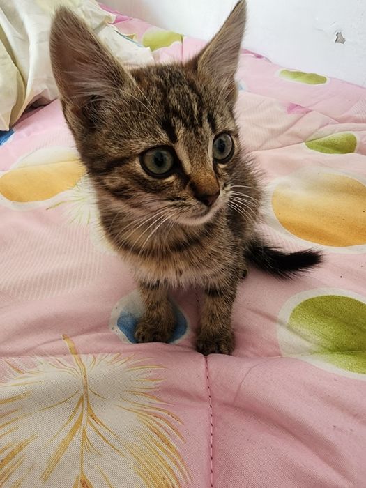 ВІДДАЮ  кошенят безкоштовно