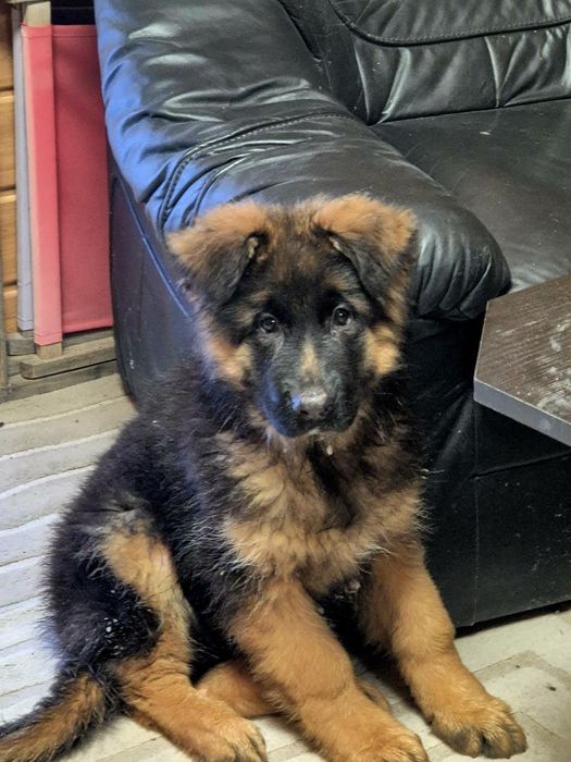 Owczarek Niemiecki Długowłosy [FCI PIESEK]