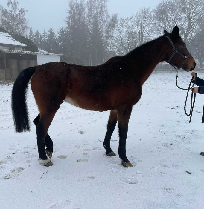 Klacz 2009r Deutsches Sportpferd