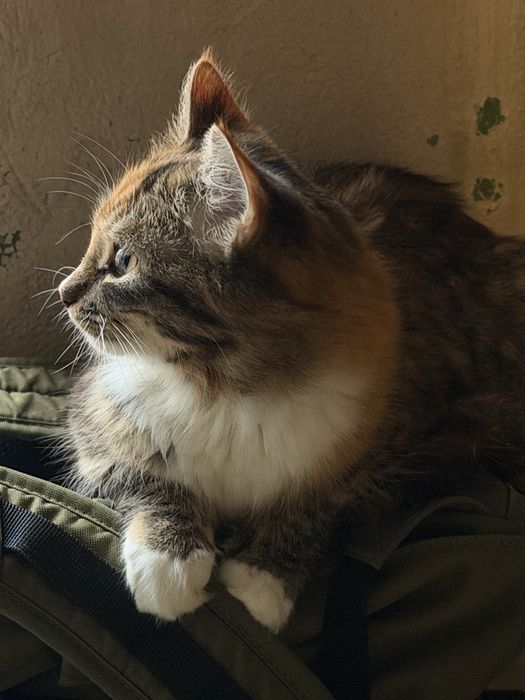 кошеня  (дівчинка)