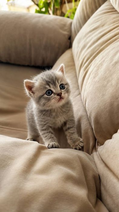 шотландские котята Шотландська киця