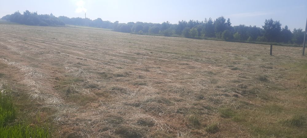 Сіно,' ⁸ у тюках 2025 року. 80 гр Приймаю замовлення на люцерню  .