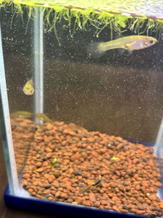 Gupiki Endlera Saddle Back