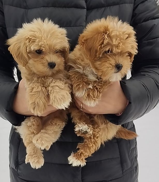 Мальтипу f1 и f2