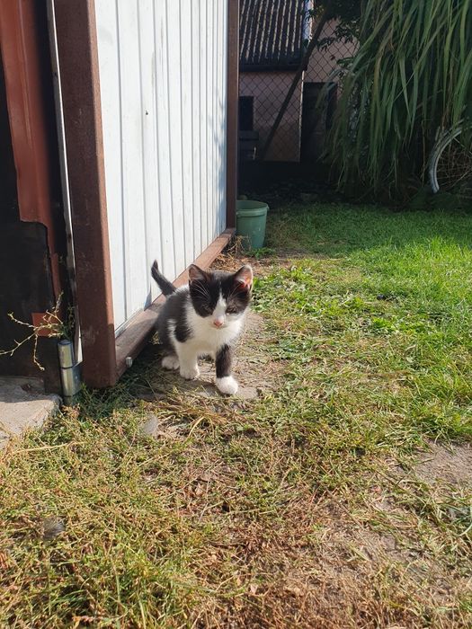 Koty do oddania za darmo
