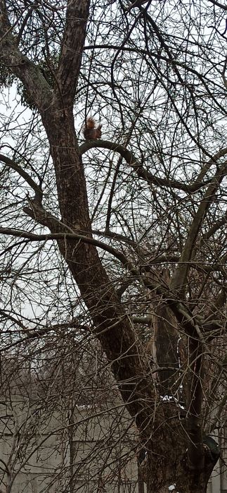 Рашкіна Дача,центр,Ново-Віринська 1