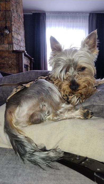 Мінійорк для в'язки