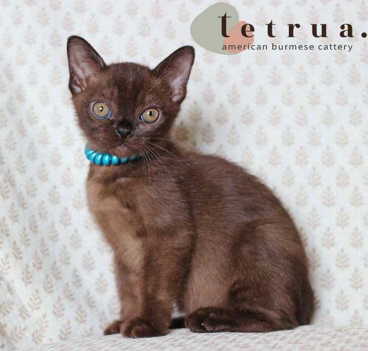 Американская бурма! Мальчик!