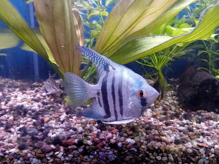 Skalar, molinezje, bocje, kiryski,  glonojad- rezerwacja  do 5 lutego