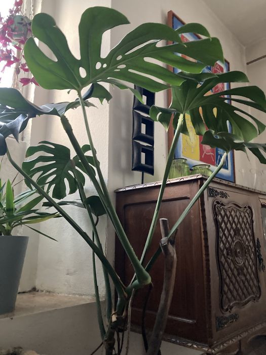 Monstera ou Costela de Adão