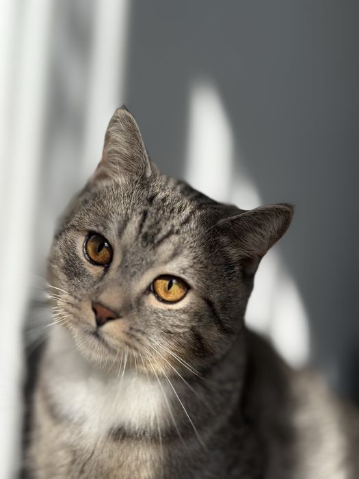 Віддамо кота у добрі руки