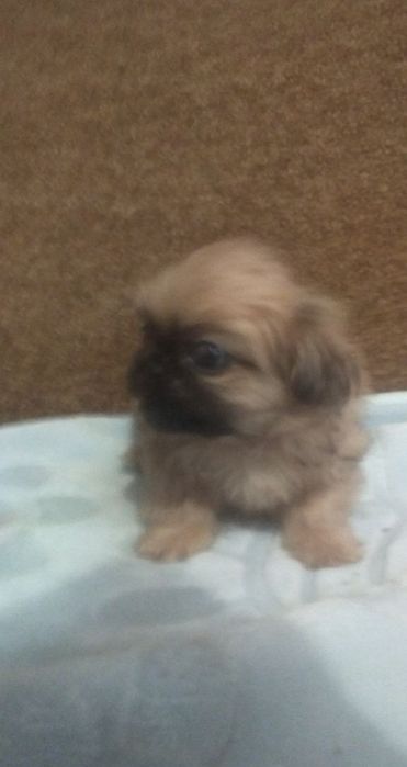 Чудесные щенки пекинеса